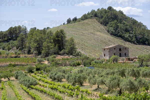 Experience stunning vineyard landscapes in the Priorat wine region