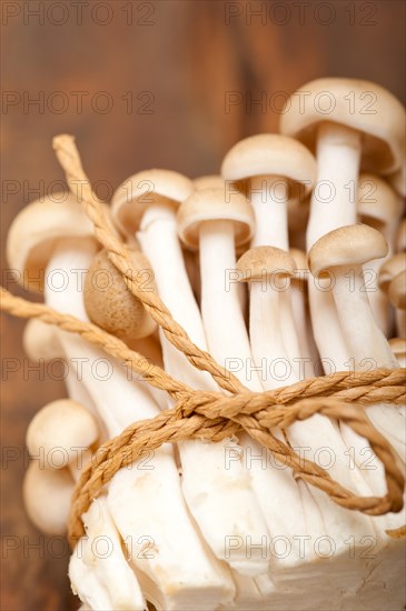 Bunch of fresh wild mushrooms on a rustic wood table tied with a rope
