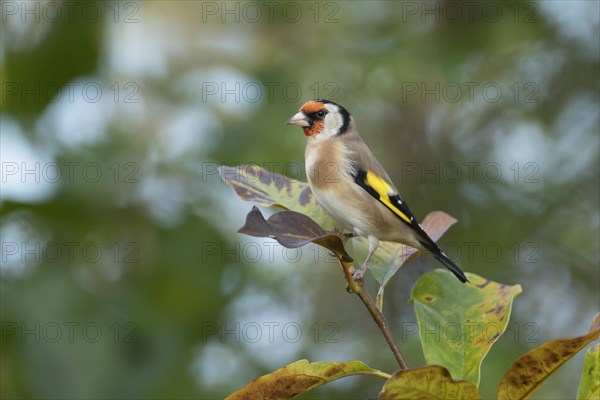 European goldfinch