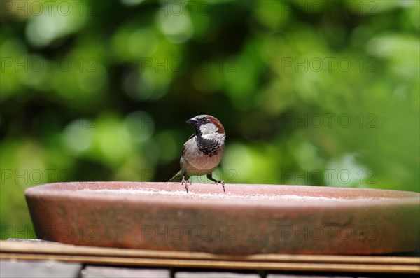 House sparrow