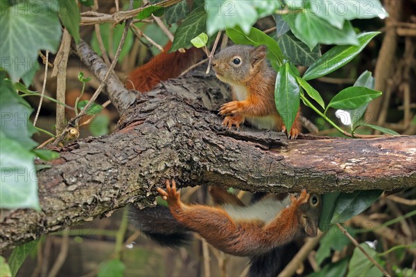 Eurasian red squirrel