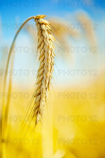 Close-up of a wheat plant