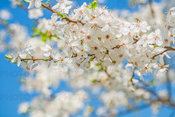 Big branch of blossoming cherry tree on sky instagram style