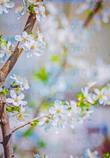 Blossom flovers of cherry tree close up instagram style