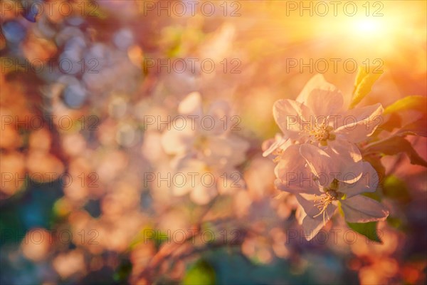 Small branch of blossoming apple tree flowers on blurred background with sun