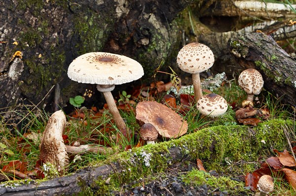 Several parasol mushrooms