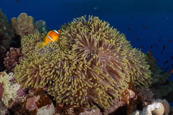 Magnificent sea anemone