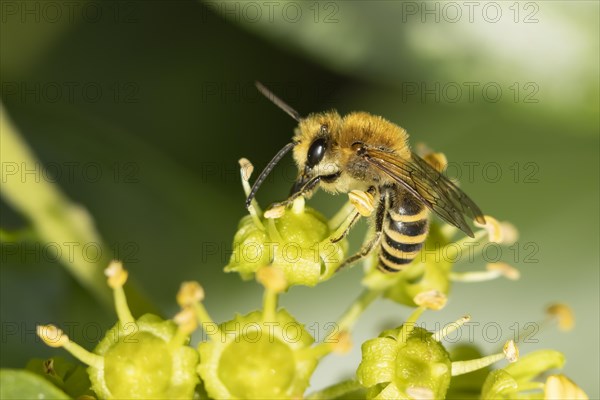 Ivy bee