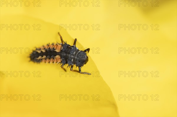 Seven-spot ladybird