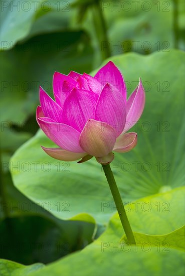 Lotus blossom