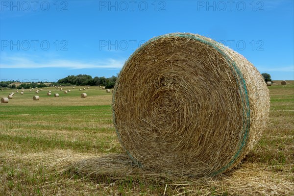 Stacks of straw