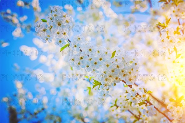 Single branch of cherry tree with white flowers floral background instagram style