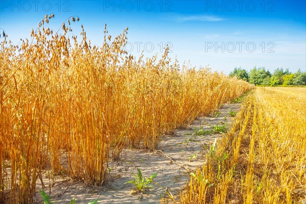 Oat field