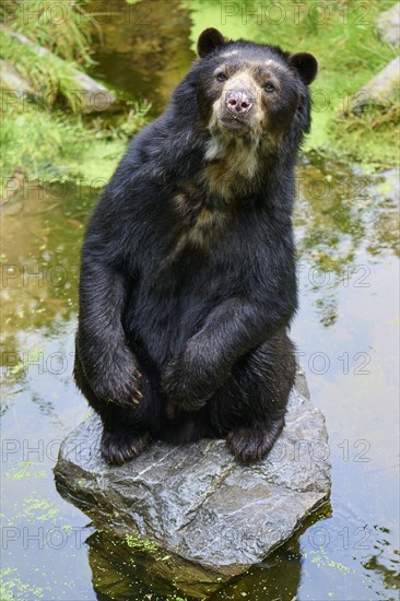 Spectacled bear