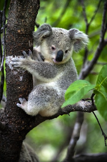 Koala