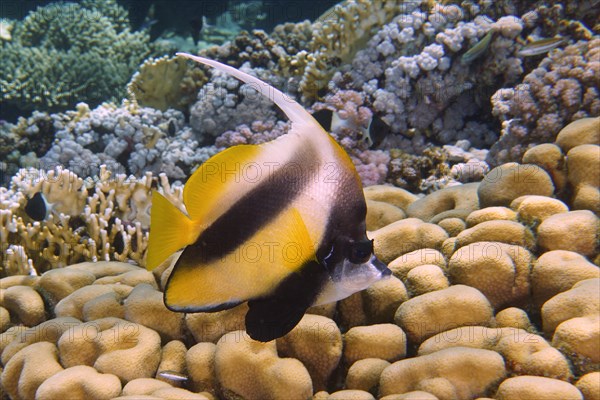 Red sea bannerfish