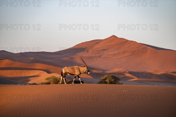 Oryx antelope wandering through the desert