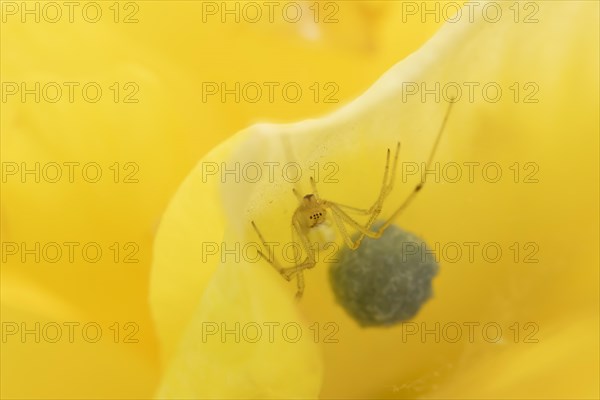 European garden spider