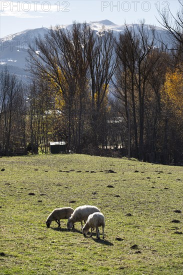 Village of San Martin de Aravo in the Cerdanya area in the province of Gerona in Catalonia in Spain