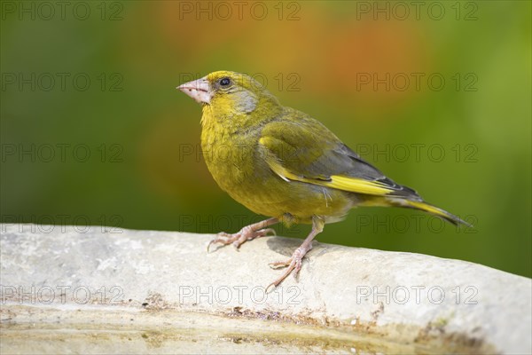 Greenfinch