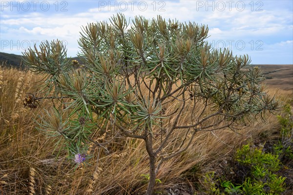 Lychnophora salicifolia tree