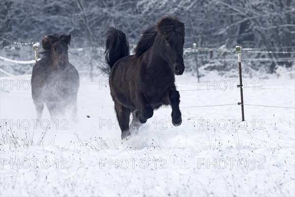 Icelandic horses