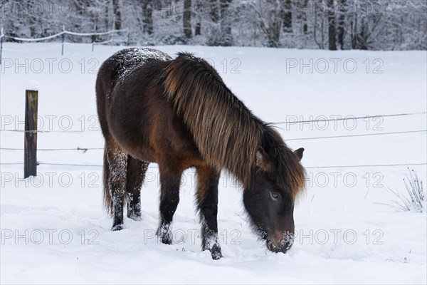 Icelandic horse