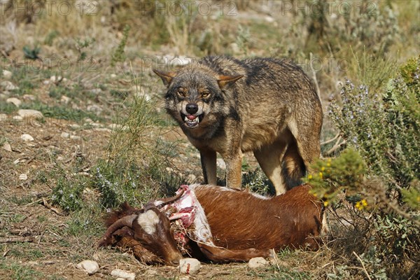 Iberian wolf