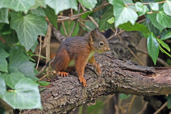 Eurasian red squirrel