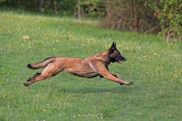 Malinois