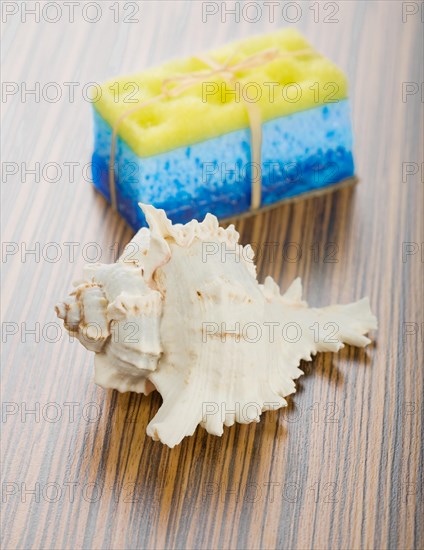 Soap bath sponge and mussel shell