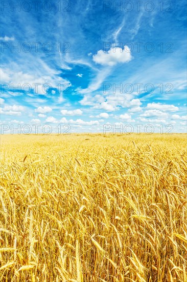 Golden wheat field and beautiful sky