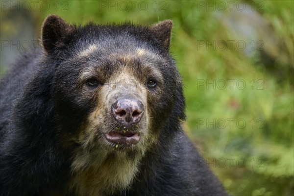 Spectacled bear