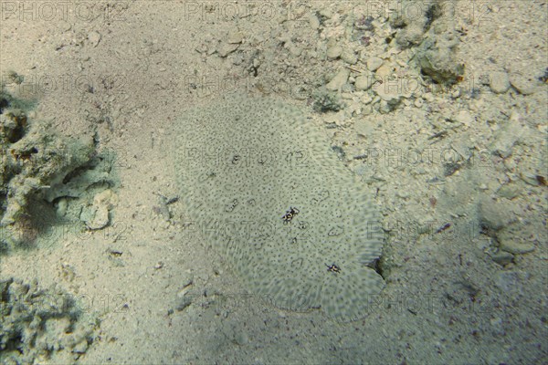 Well camouflaged finless sole