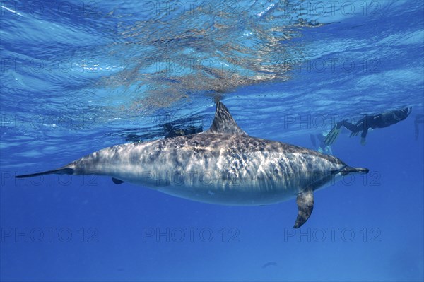 Spinner dolphin