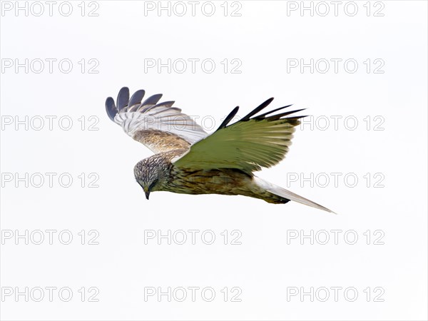 Western marsh-harrier