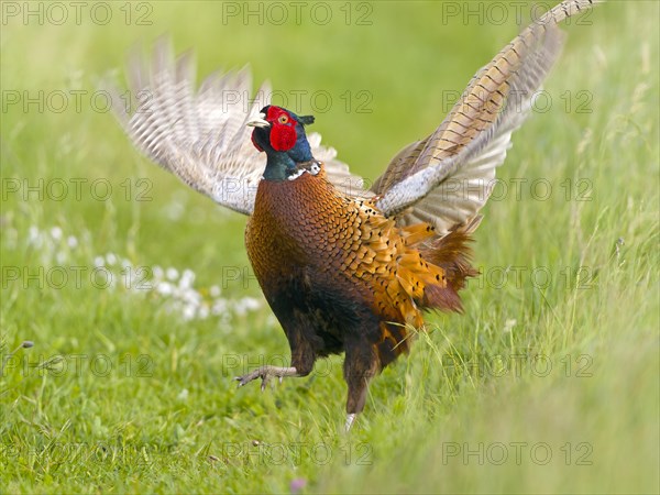 Pheasant