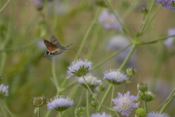 Hummingbird hawk-moth