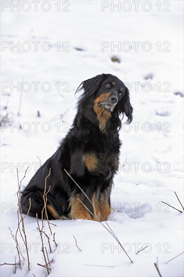 Hovawart sitting in the snow