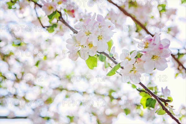 Blossoming apple tree on blurred background instagram style