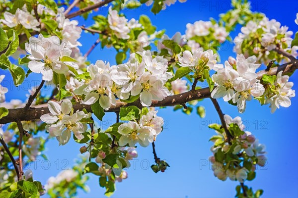 Bllosoming of apple tree on sky background instagram style