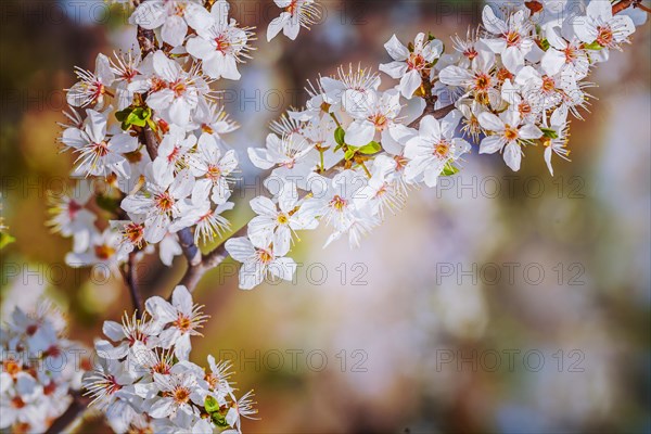 Branch of blossoming cherry tree floral background instagram style