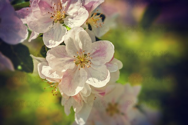 Flowers of apple tree close up instagram style