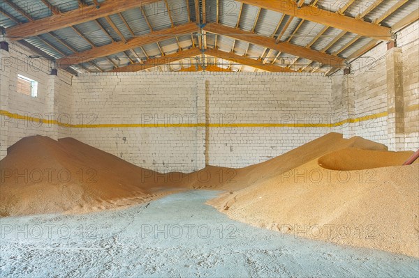 Harvested wheat grains in the old warehouse