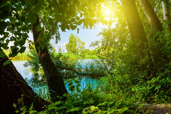 Lake in the deep forest