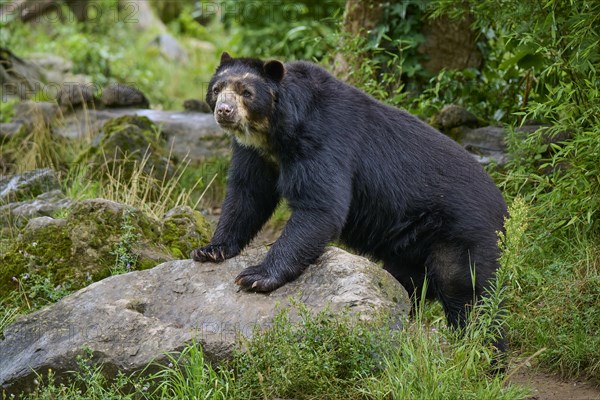 Spectacled bear