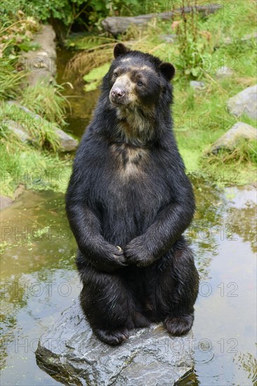 Spectacled bear