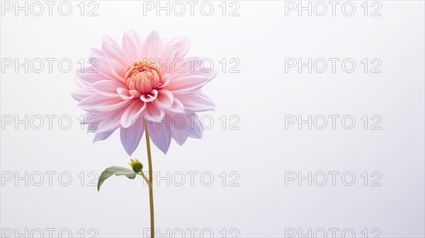 A single pink dahlia with delicate petals stands elegantly against a soft white backdrop Ai generated