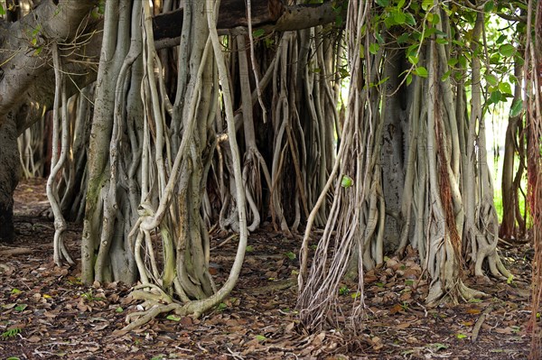 Hanging branches of a strangler fig