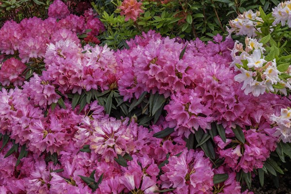 Rhododendron and azalea blossom